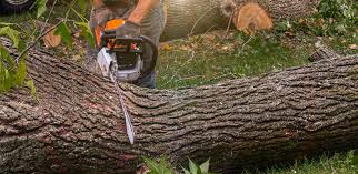 Best Root Management and Removal  in Grosse Pointe Woods, MI